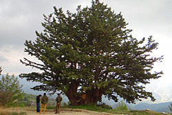 Biggest Cypress